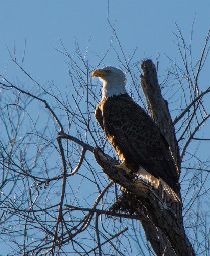 Bald Eagle