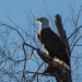 Bald Eagle thumbnail