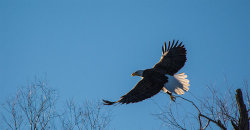 Bald Eagle