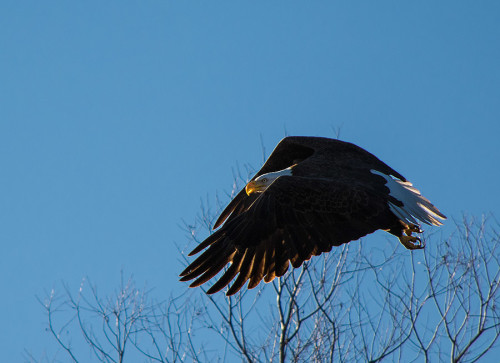 Bald Eagle